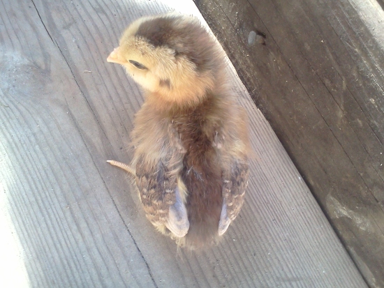 chipmunk chick  top view