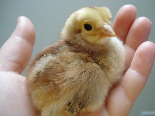 chipmunk chick