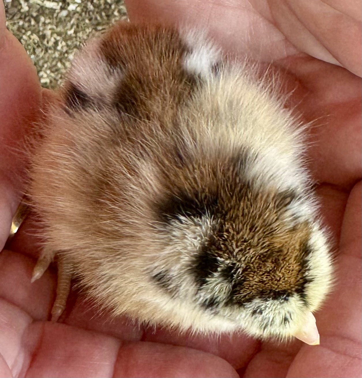 Chipmunk chick