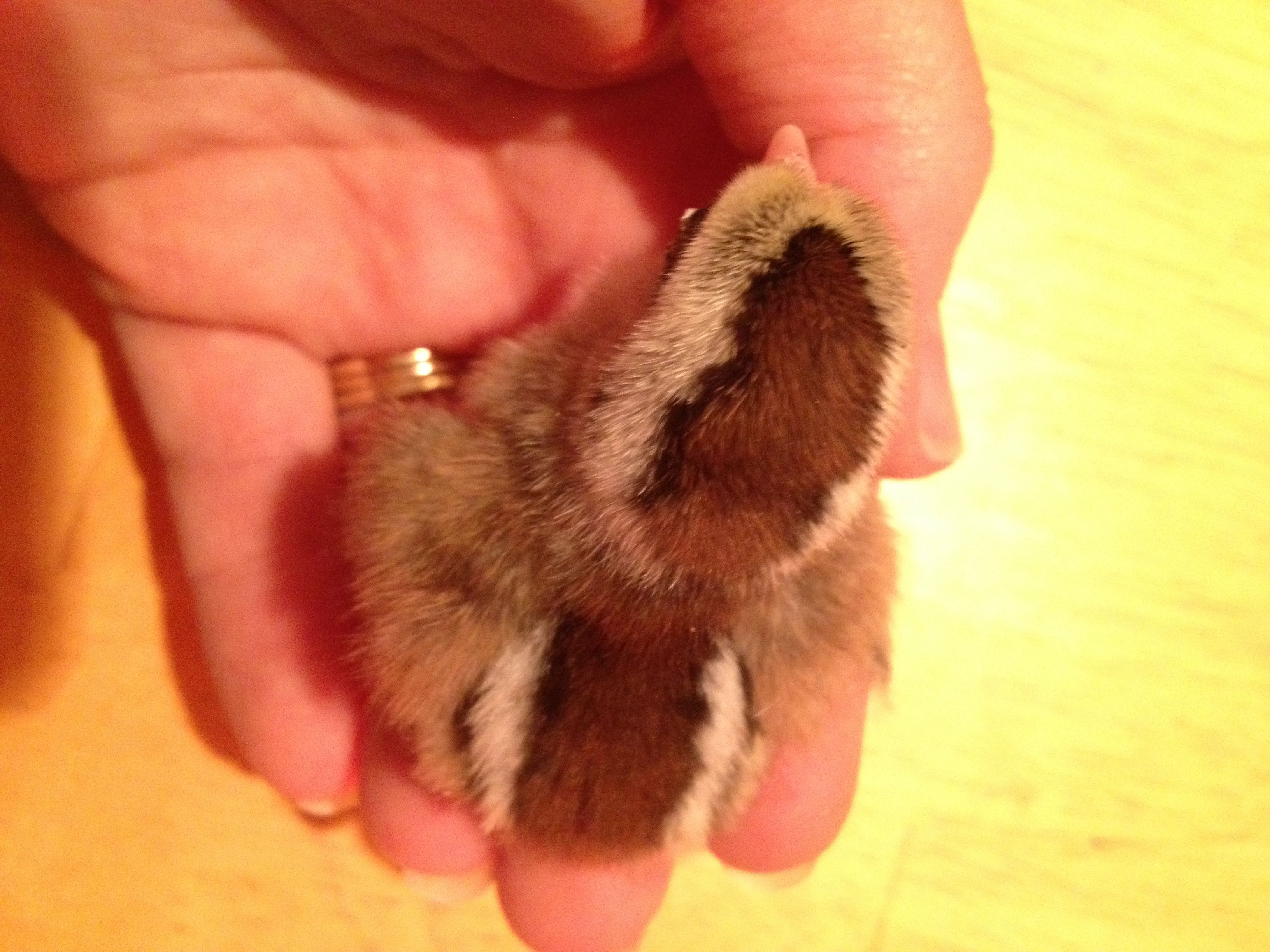 Chipmunk pattern 2