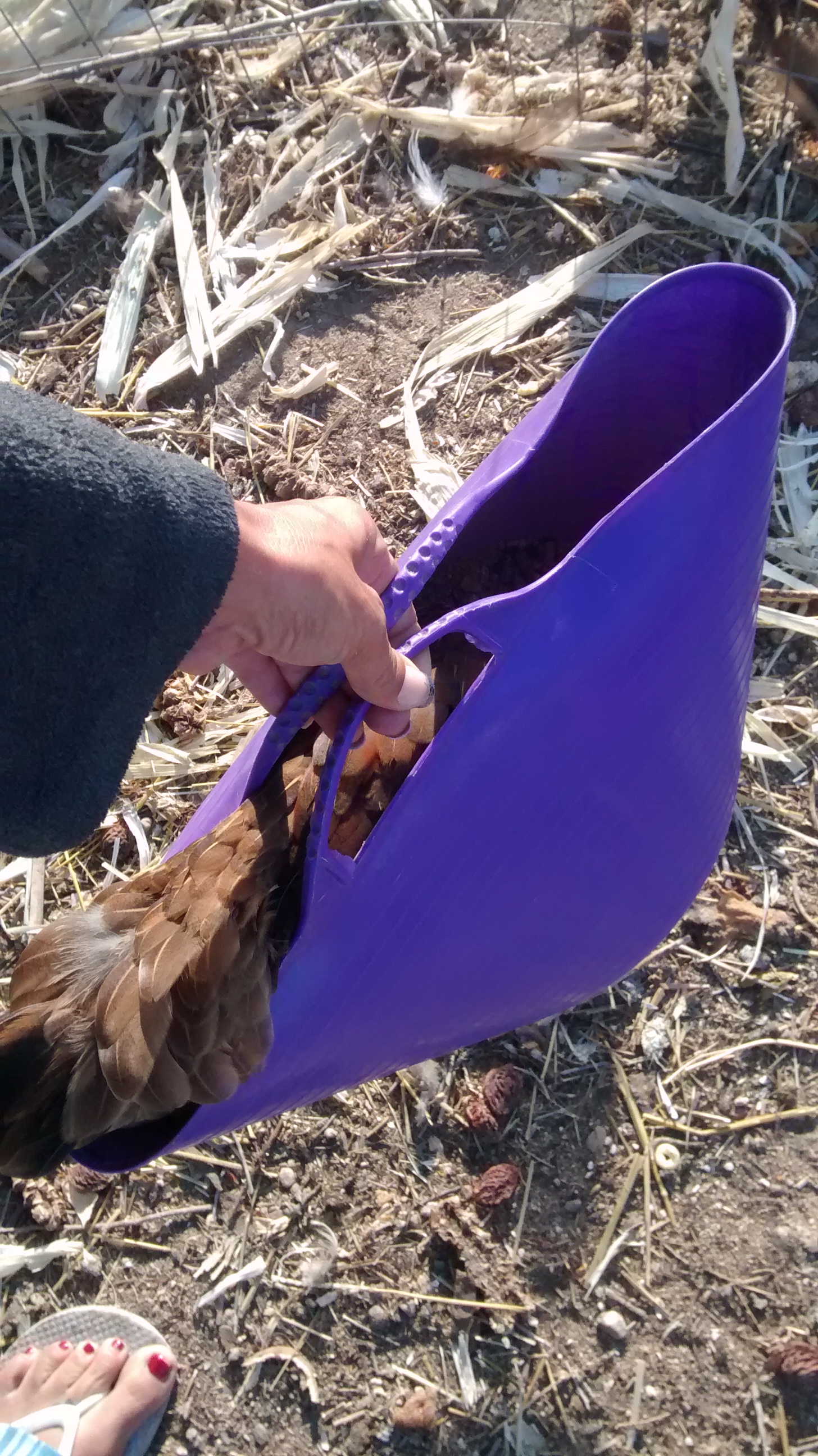 Chipmunk taking a ride in the feed bucket