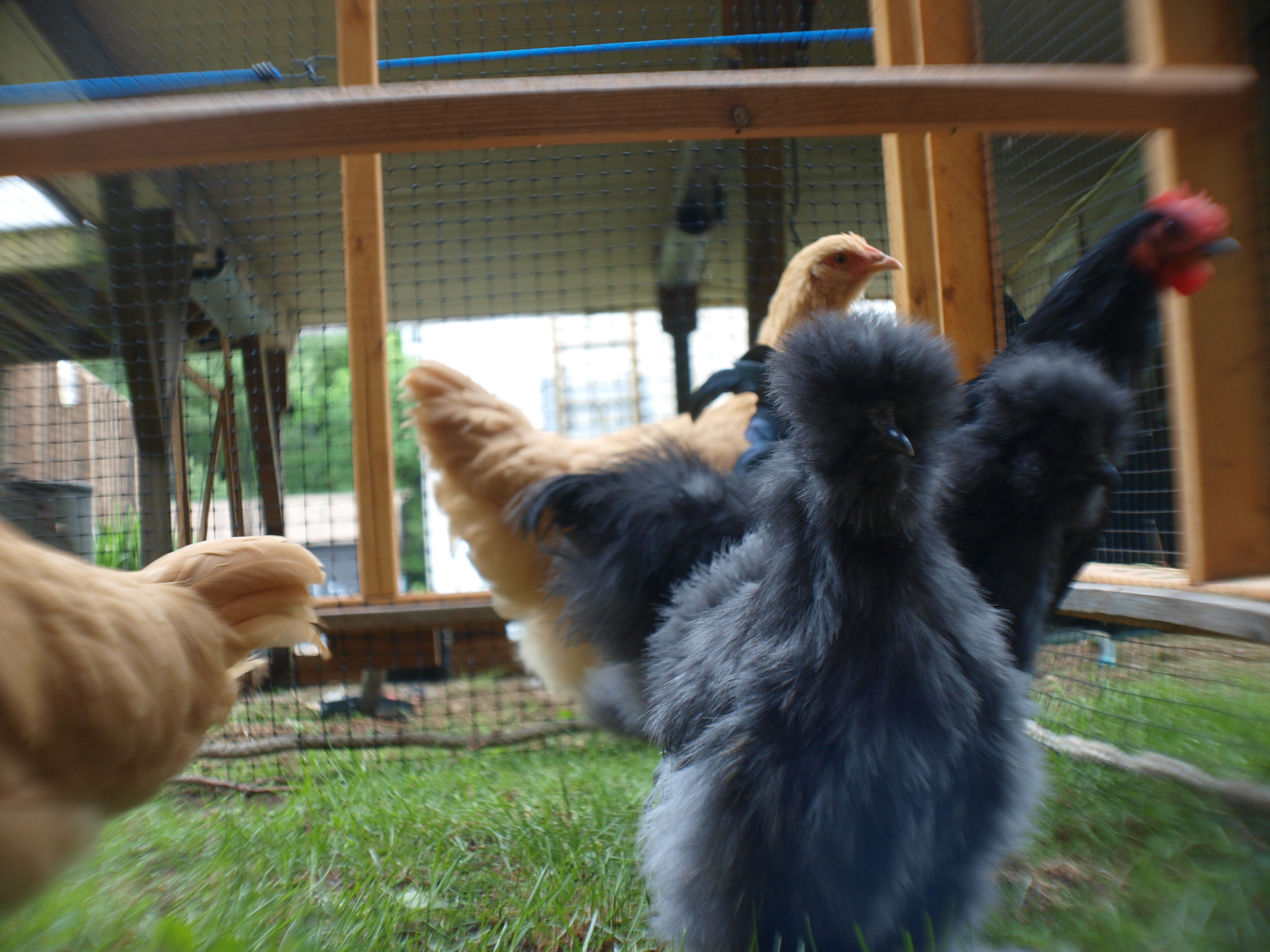 Chipper by chipmunk silkie.  Such a sweetie, and just about purrs her heart out to you!