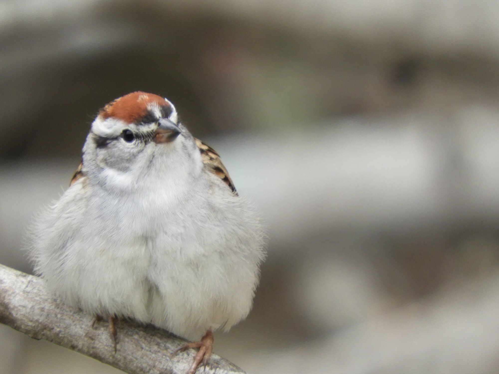 Chipping Sparrow #2