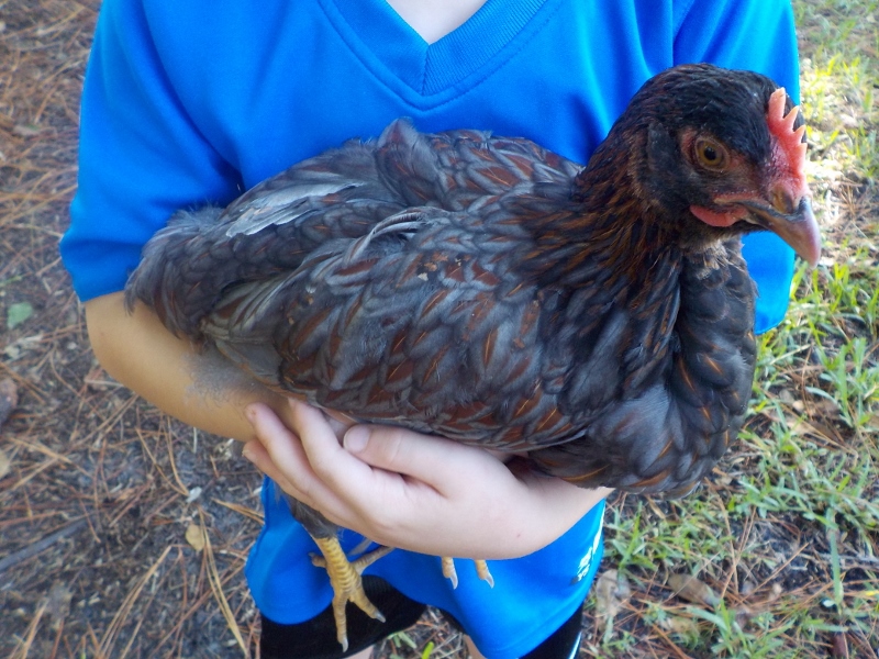 Chippy, BLRW, 10 weeks