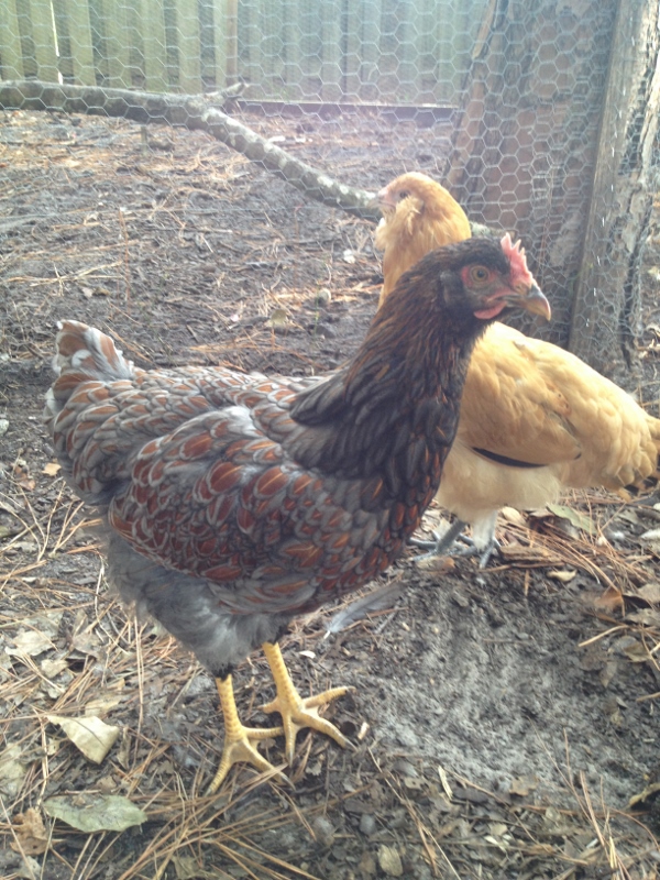 Chippy, BLRW, Daisy, EE