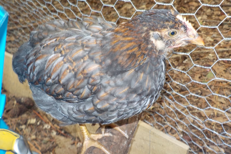 Chippy, BLRW with a straight comb. Possible roo, but I really want a pullet!