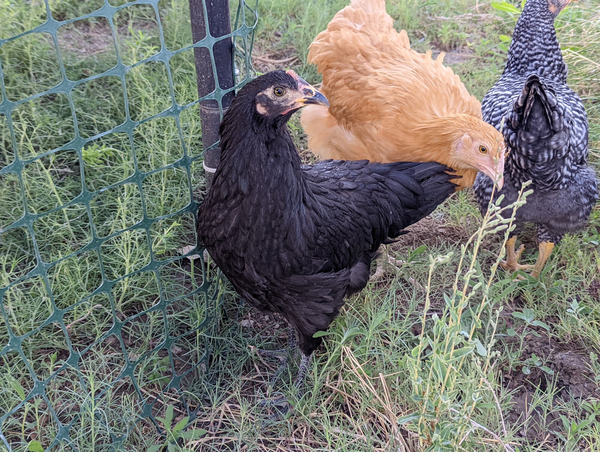 Chiquita the Black Australorp 1