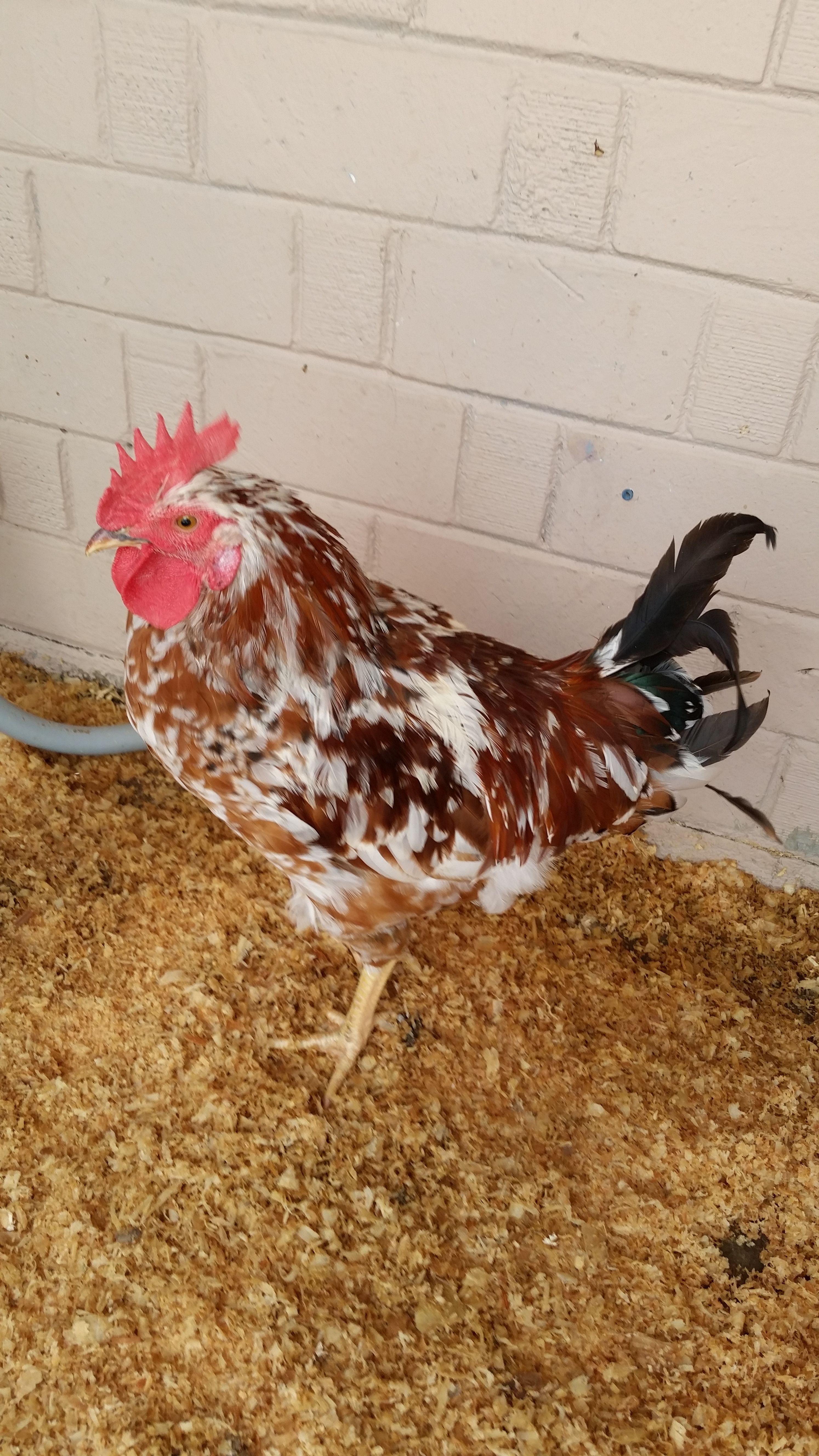 Chirp, the biggest Aloha