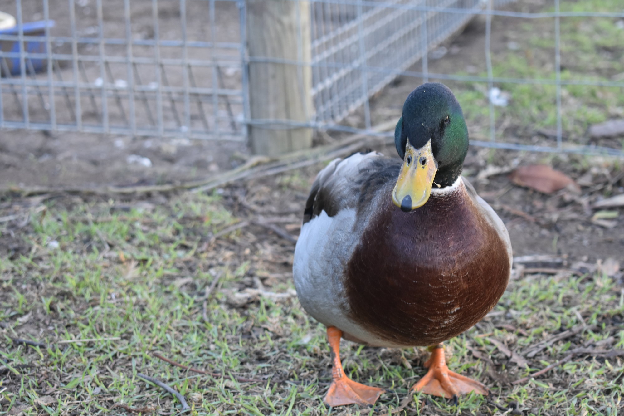 Chirpy