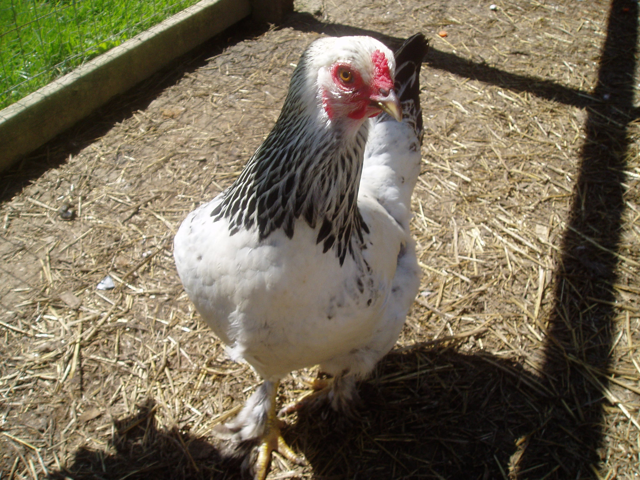Chloe a light Brahma hen