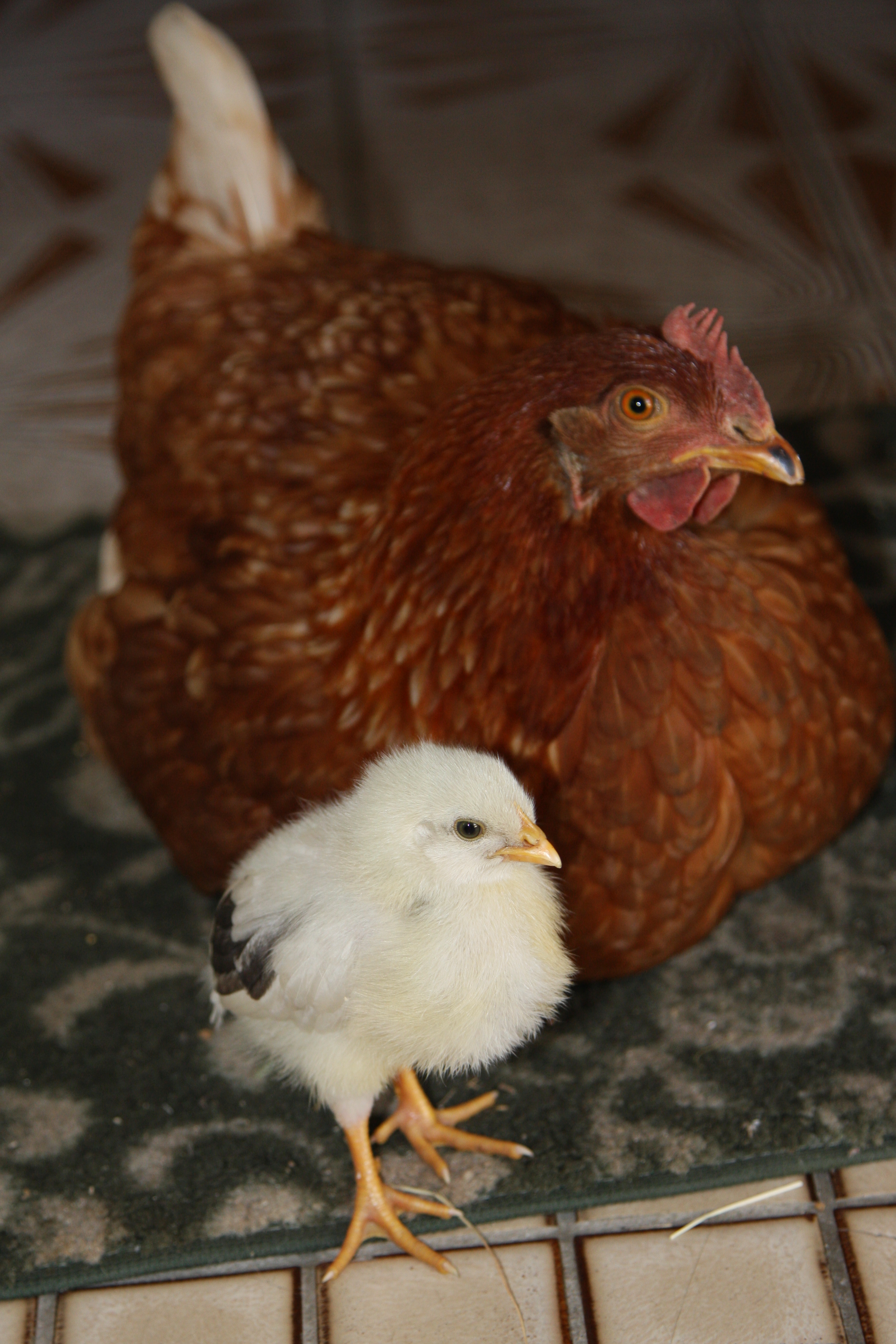 Chloe and bello. My beloved Chloe died today in her chicken cage.