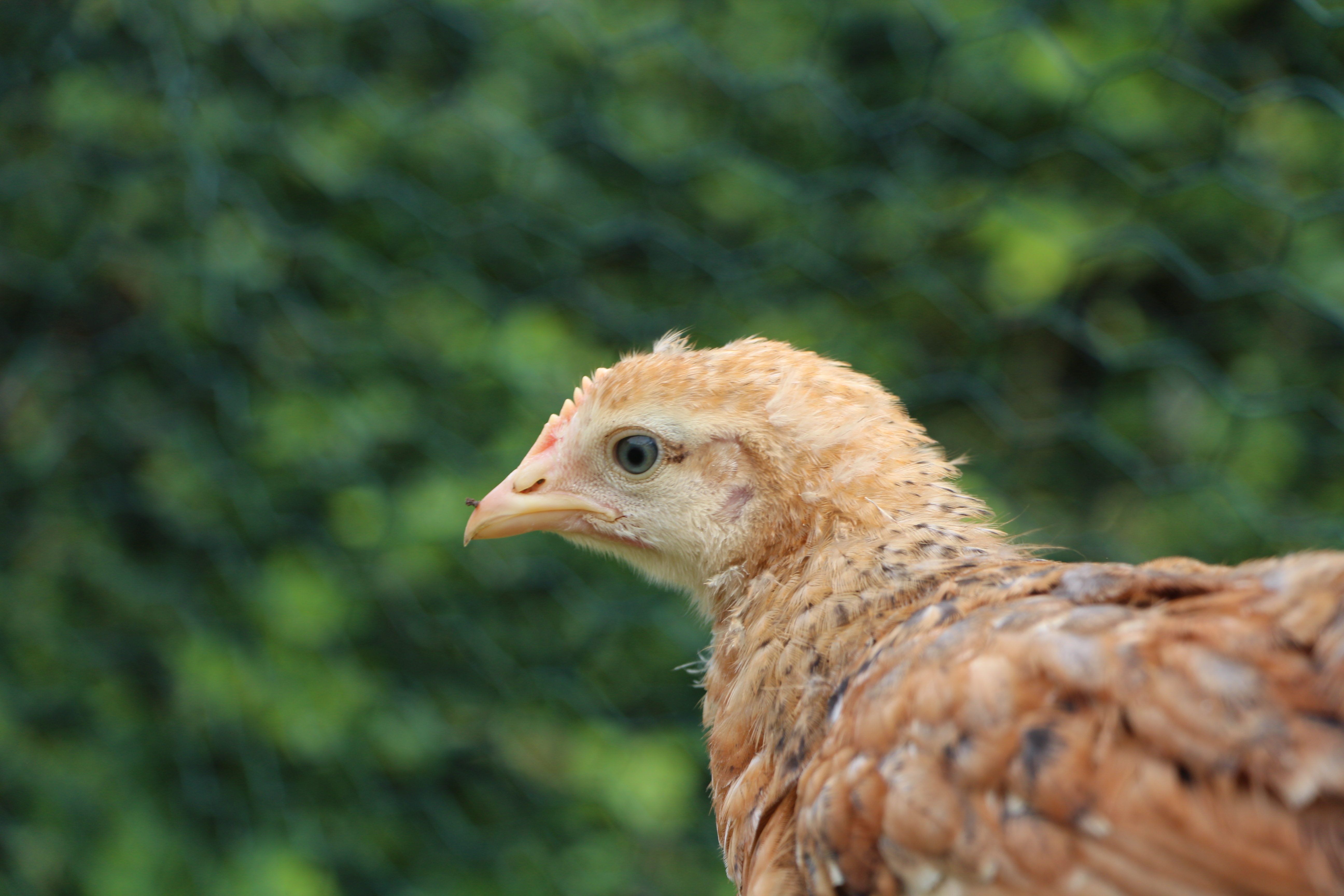 Chloe- Araucana