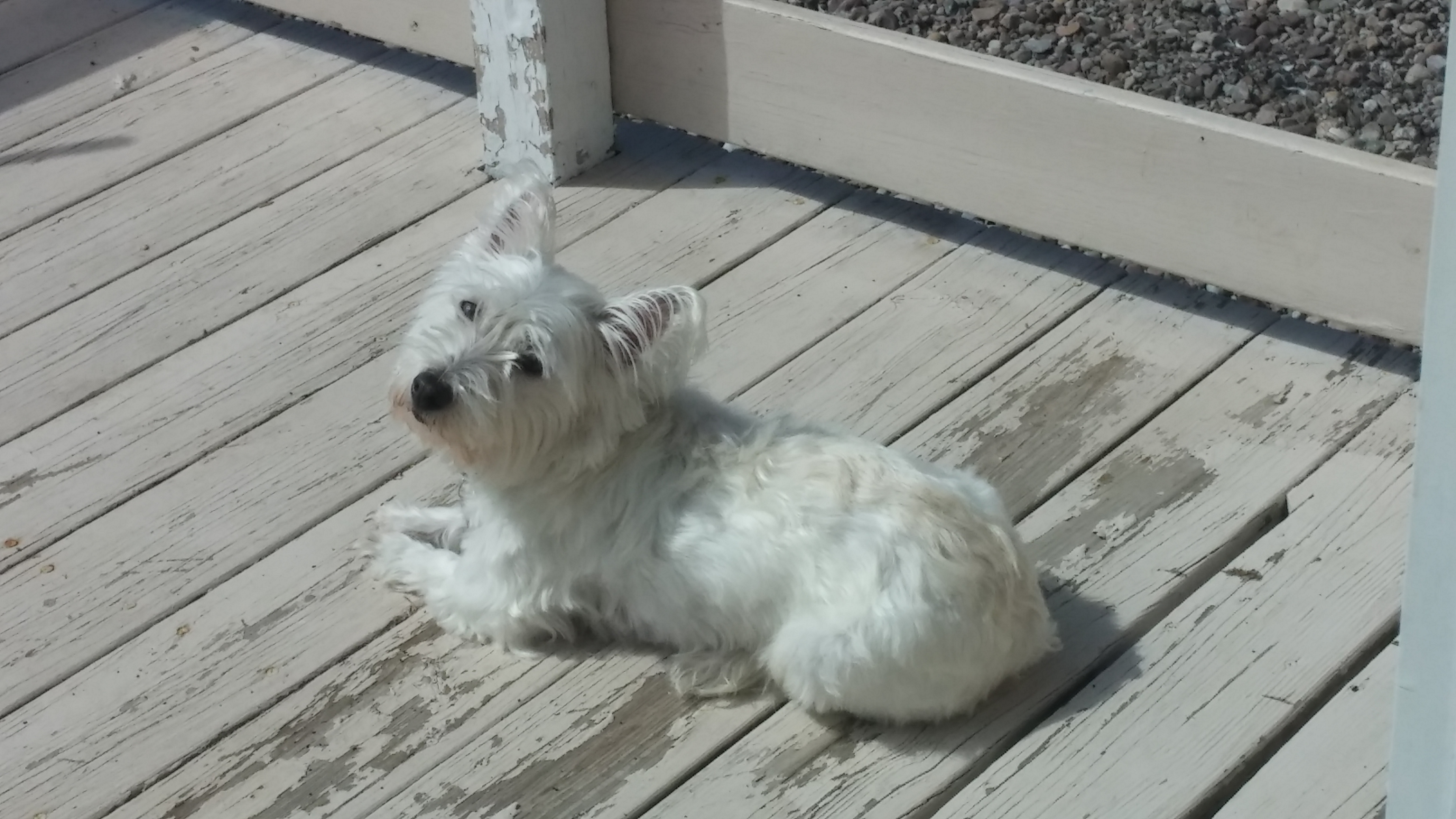 Chloe enjoying our first gorgeous day of spring