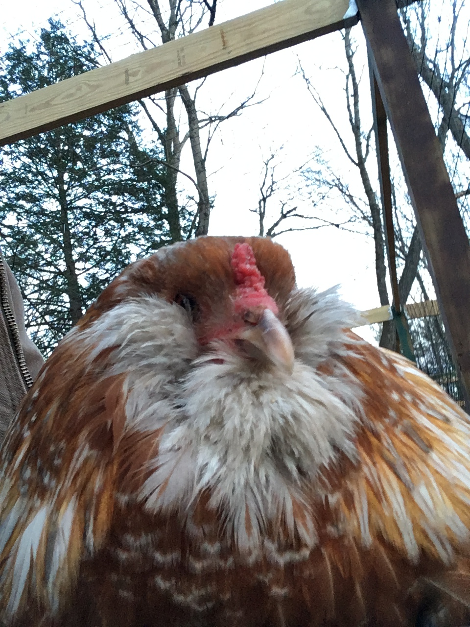 Chloe - our fluffy beareded Araucana