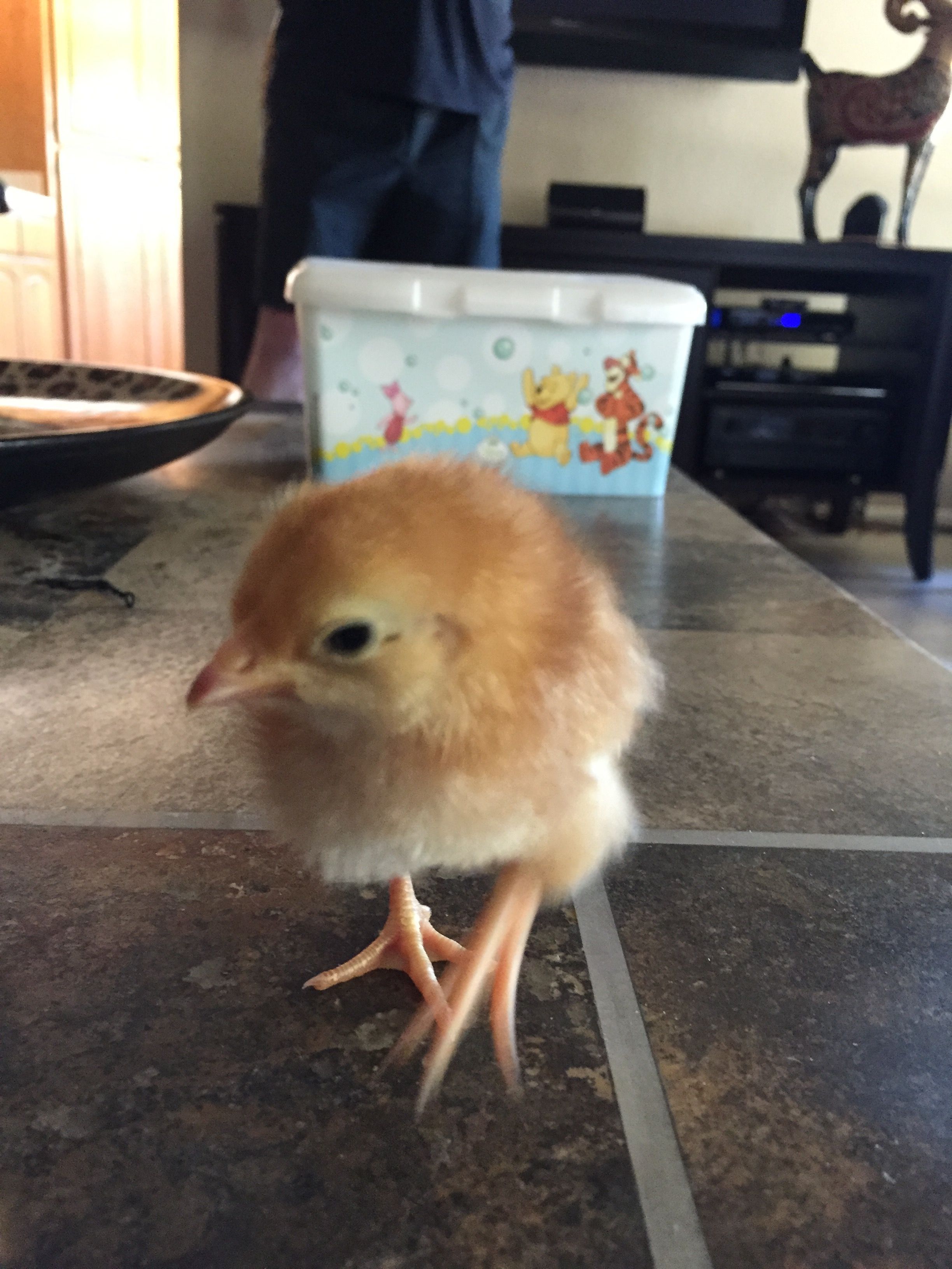 Chloe - RIR - 4 days old