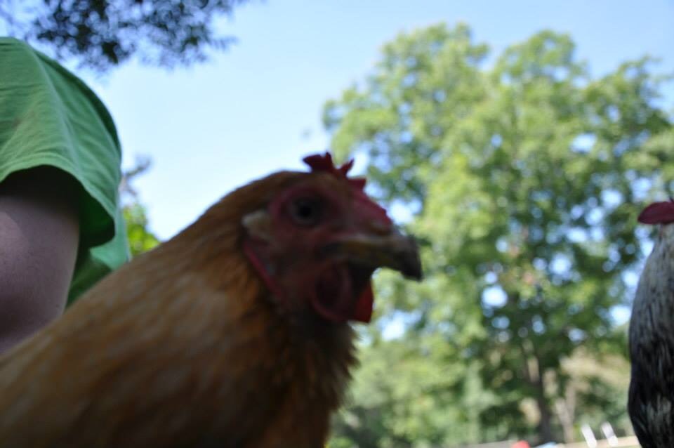 Chloe, the sweetest little pet you could ask for. <3