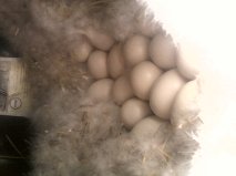 Chock full nest of fluff