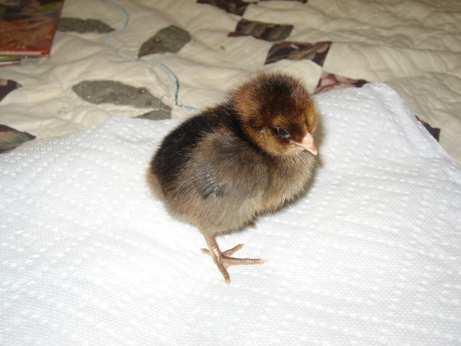 Choco - Ameraucana