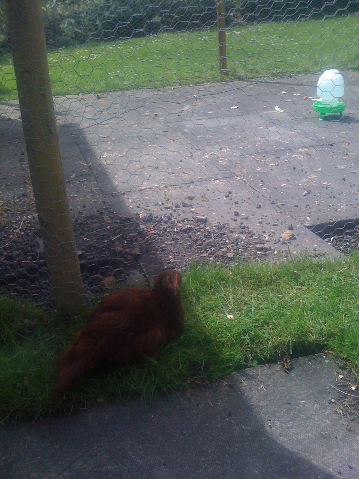 Choco enjoying the shade