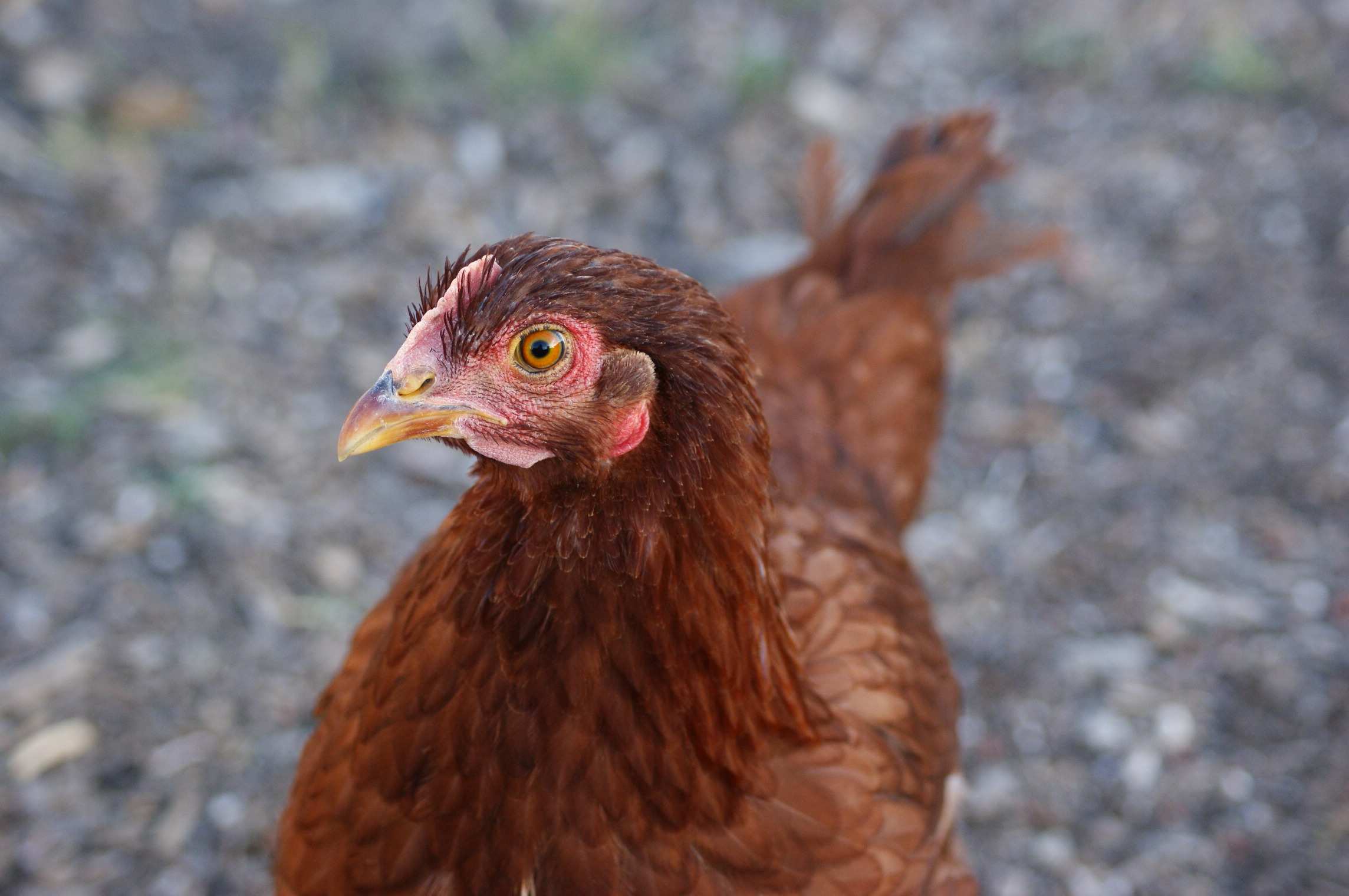 Chocobo (11wks), still pink comb, red indicates roo usually
