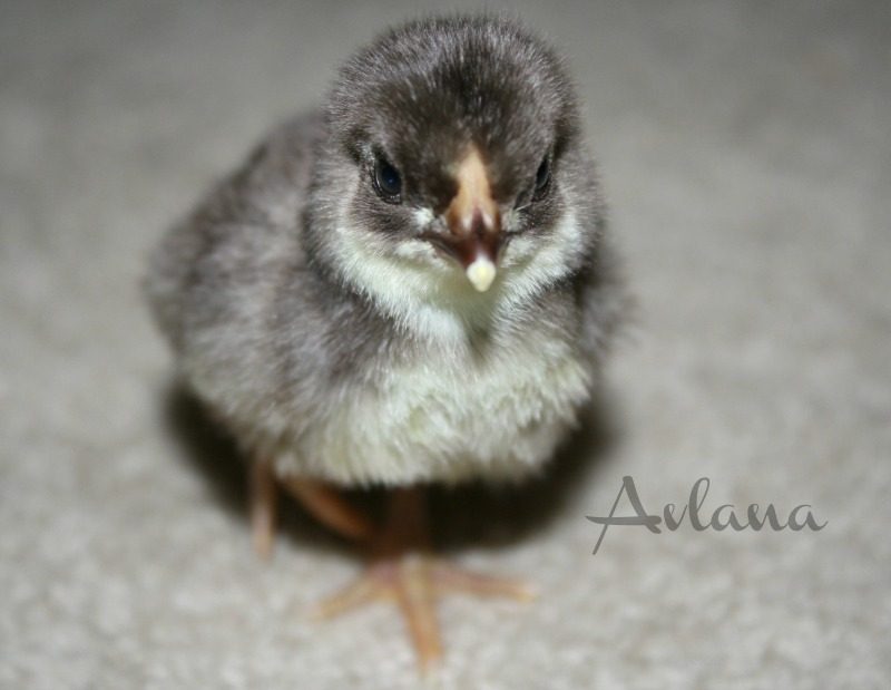 Chocolate bantam wyandotte.