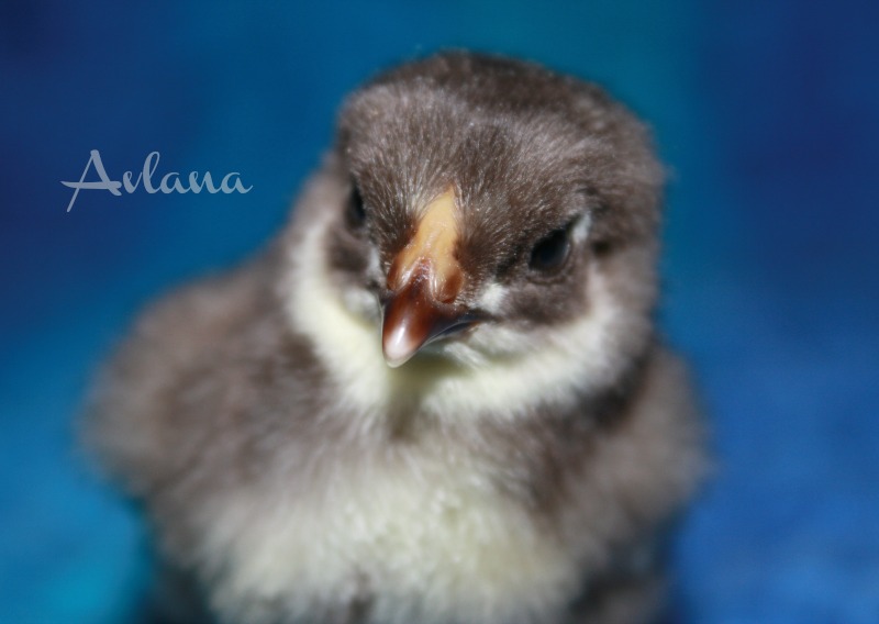 Chocolate bantam wyandotte.