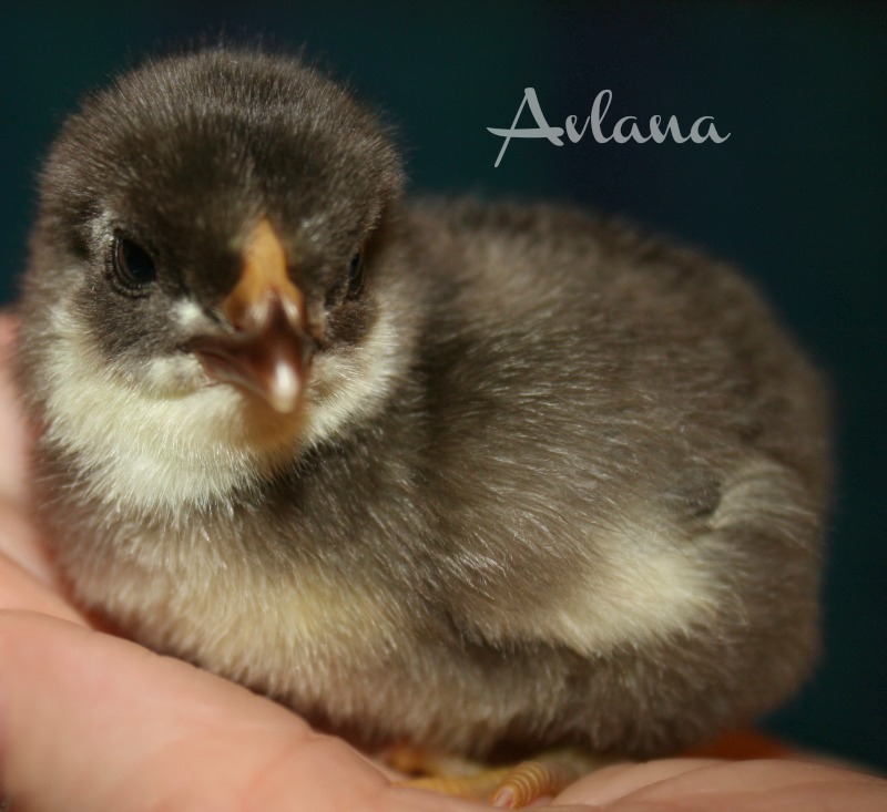 Chocolate bantam wyandotte.