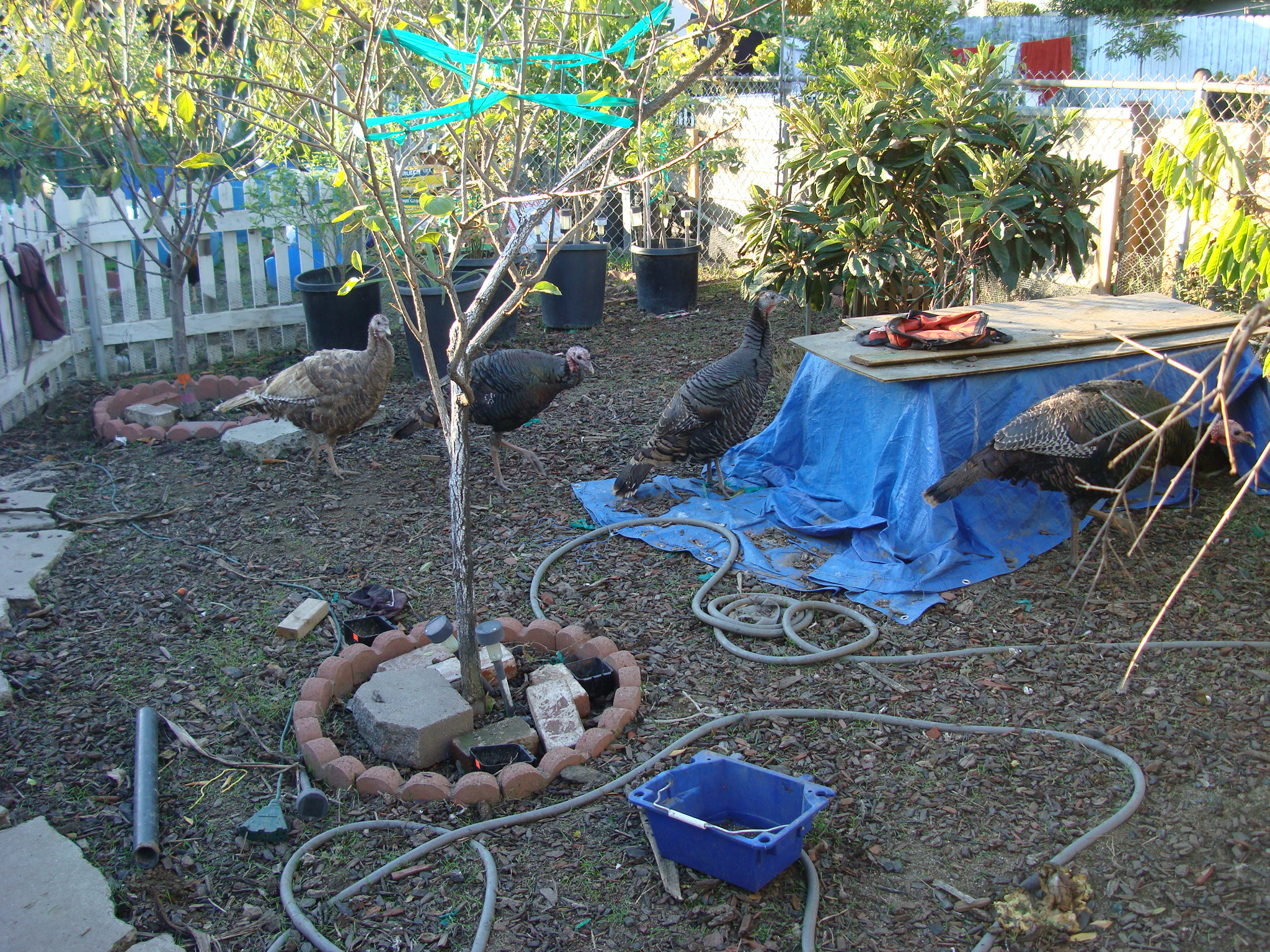 chocolate, bronze, rio, & eastern