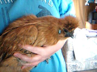Chocolate Chip my red brown partridge silkie hen
