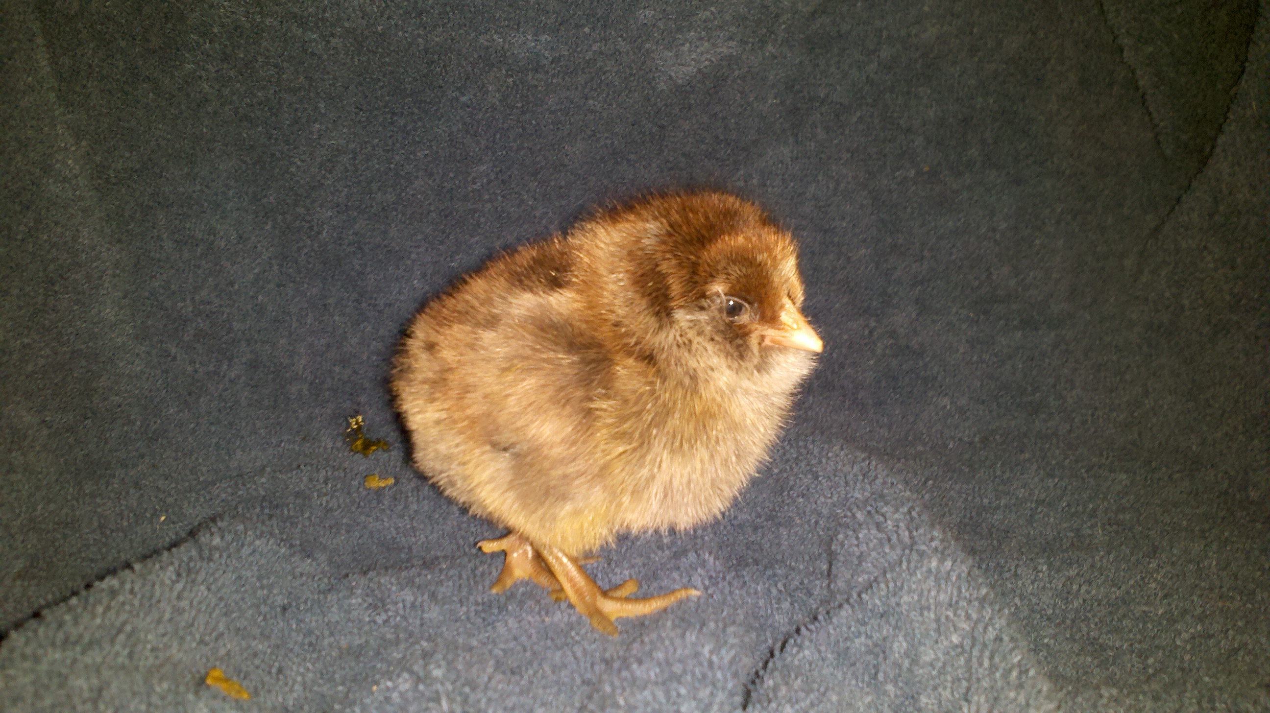 Chocolate colored fluff ball