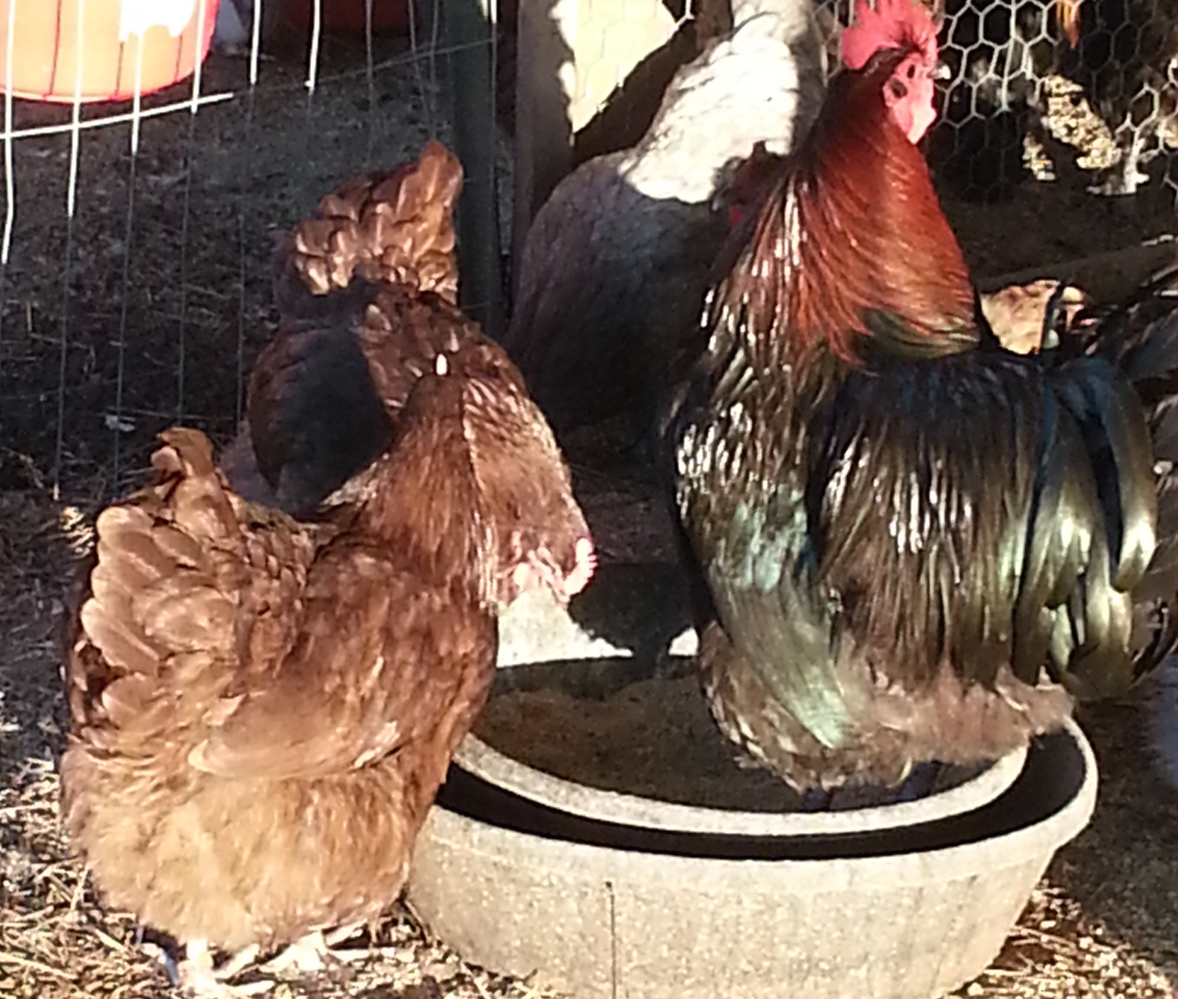 Chocolate Copper roo and hens