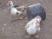 Chocolate ducks