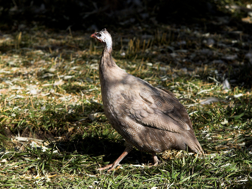 Chocolate guinea hen