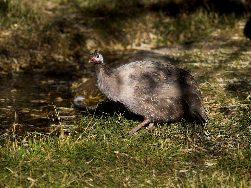 Chocolate guinea hen