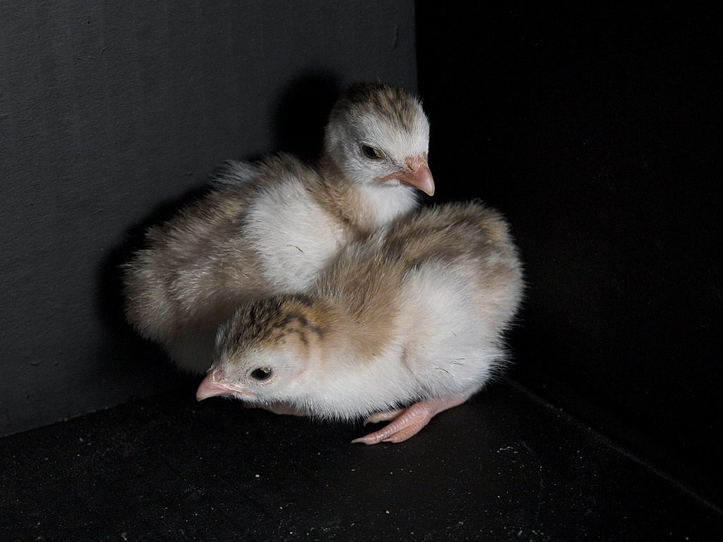 Chocolate guinea keet