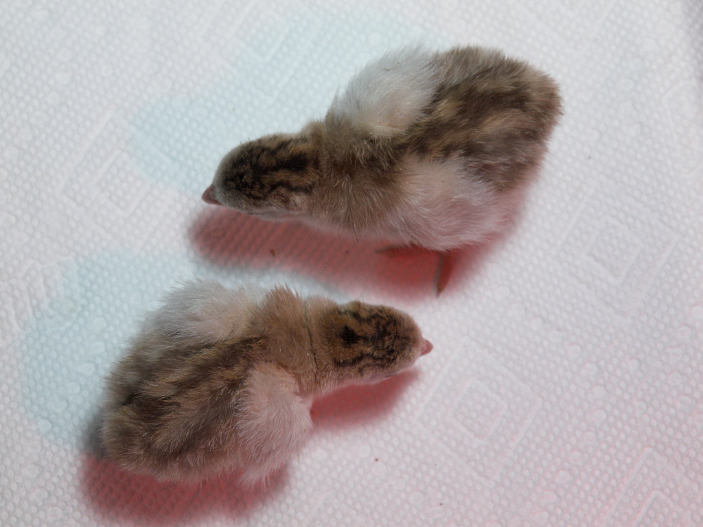 Chocolate guinea keet