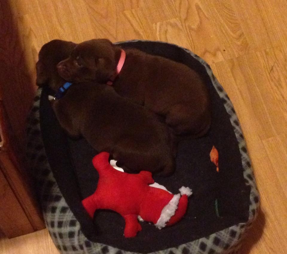 Chocolate labs whiskey and Miley