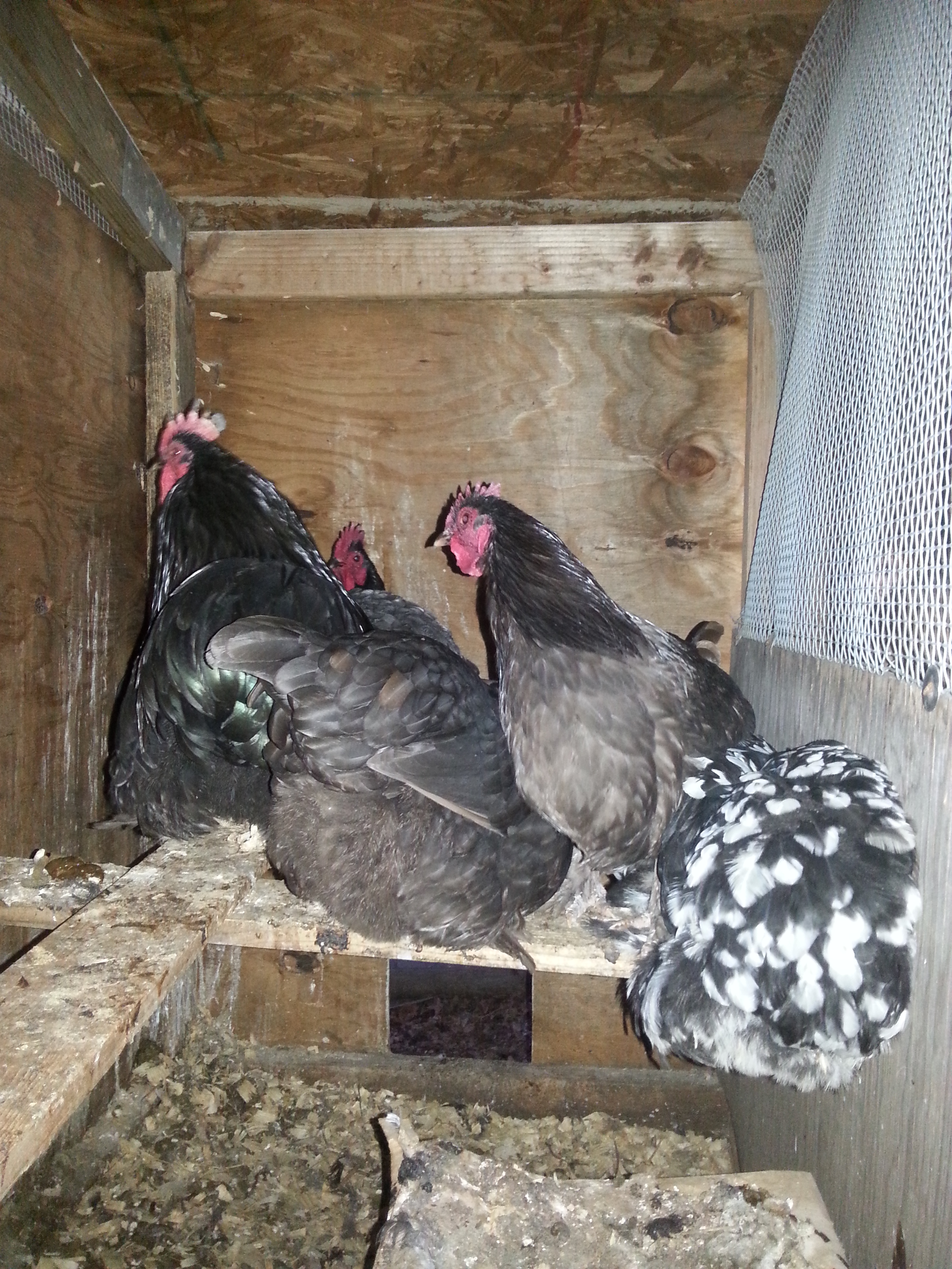 Chocolate Mottled Mauve bantam Cochin project.