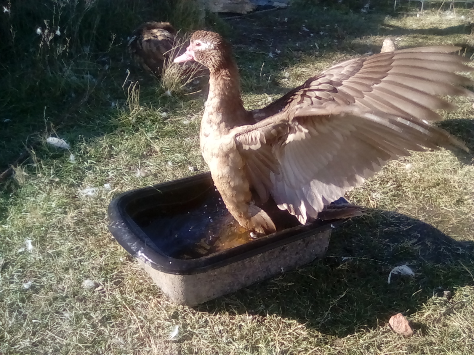 Chocolate Muscovy hen