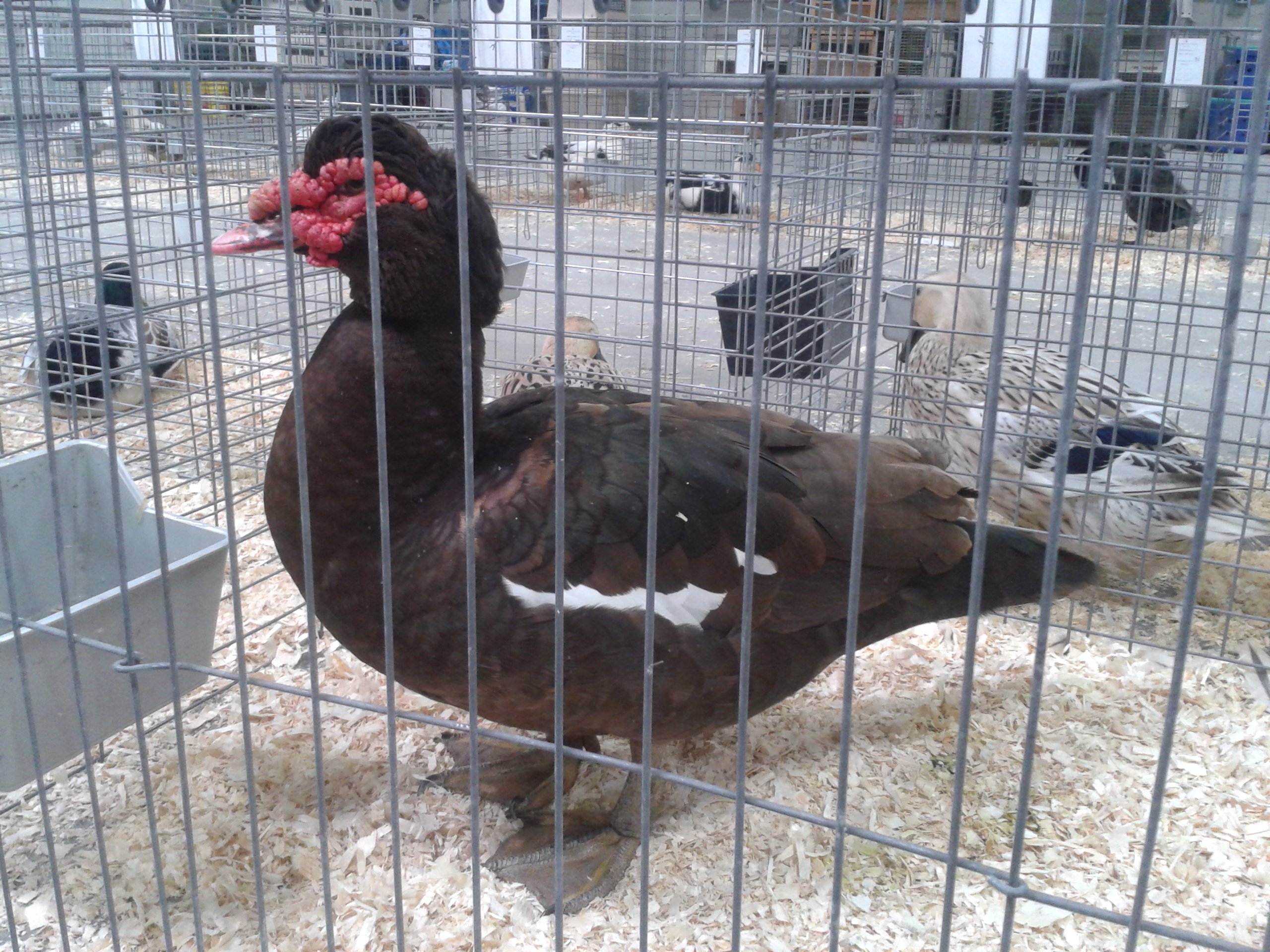 Chocolate Muscovy