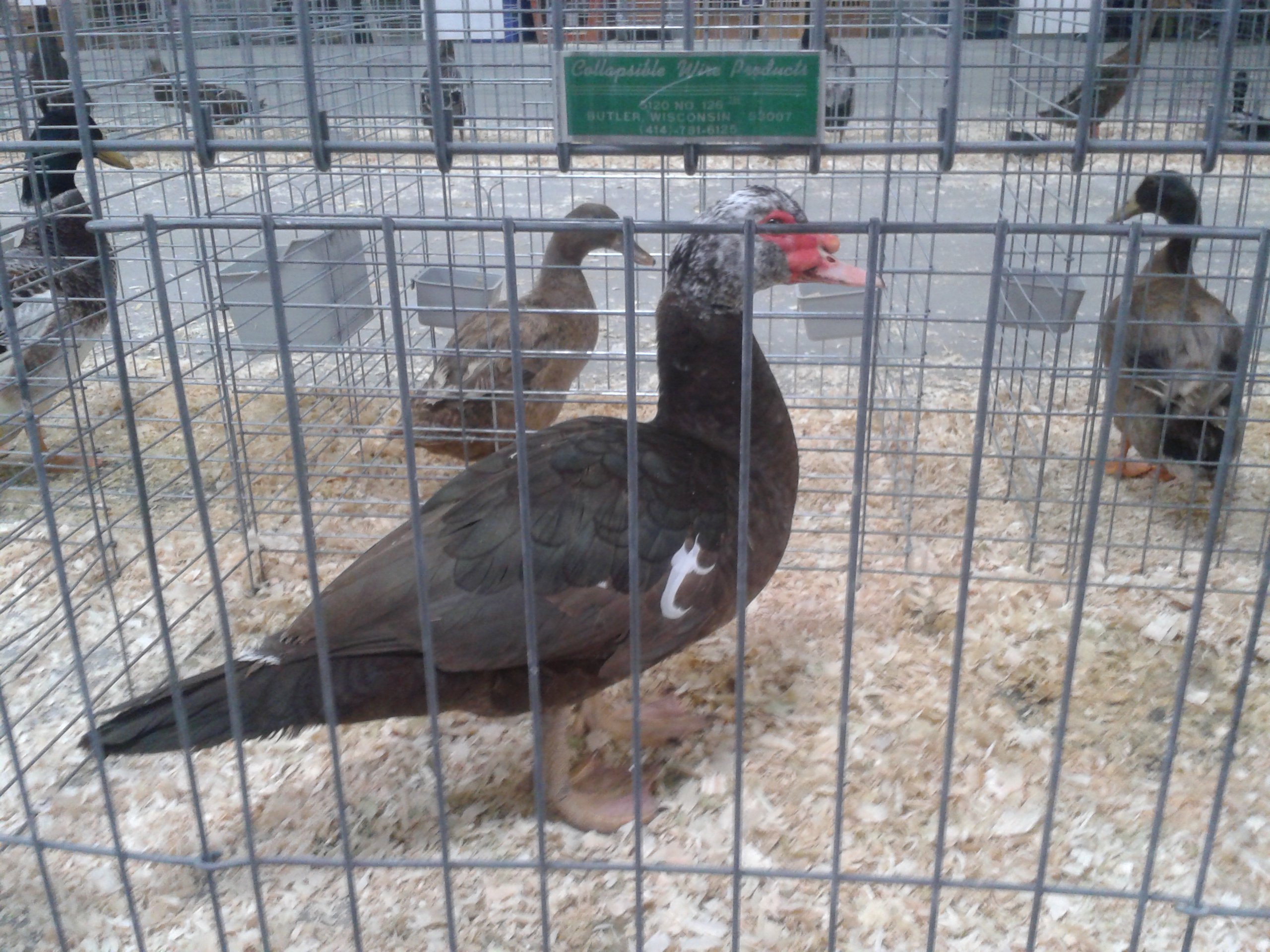 Chocolate Muscovy