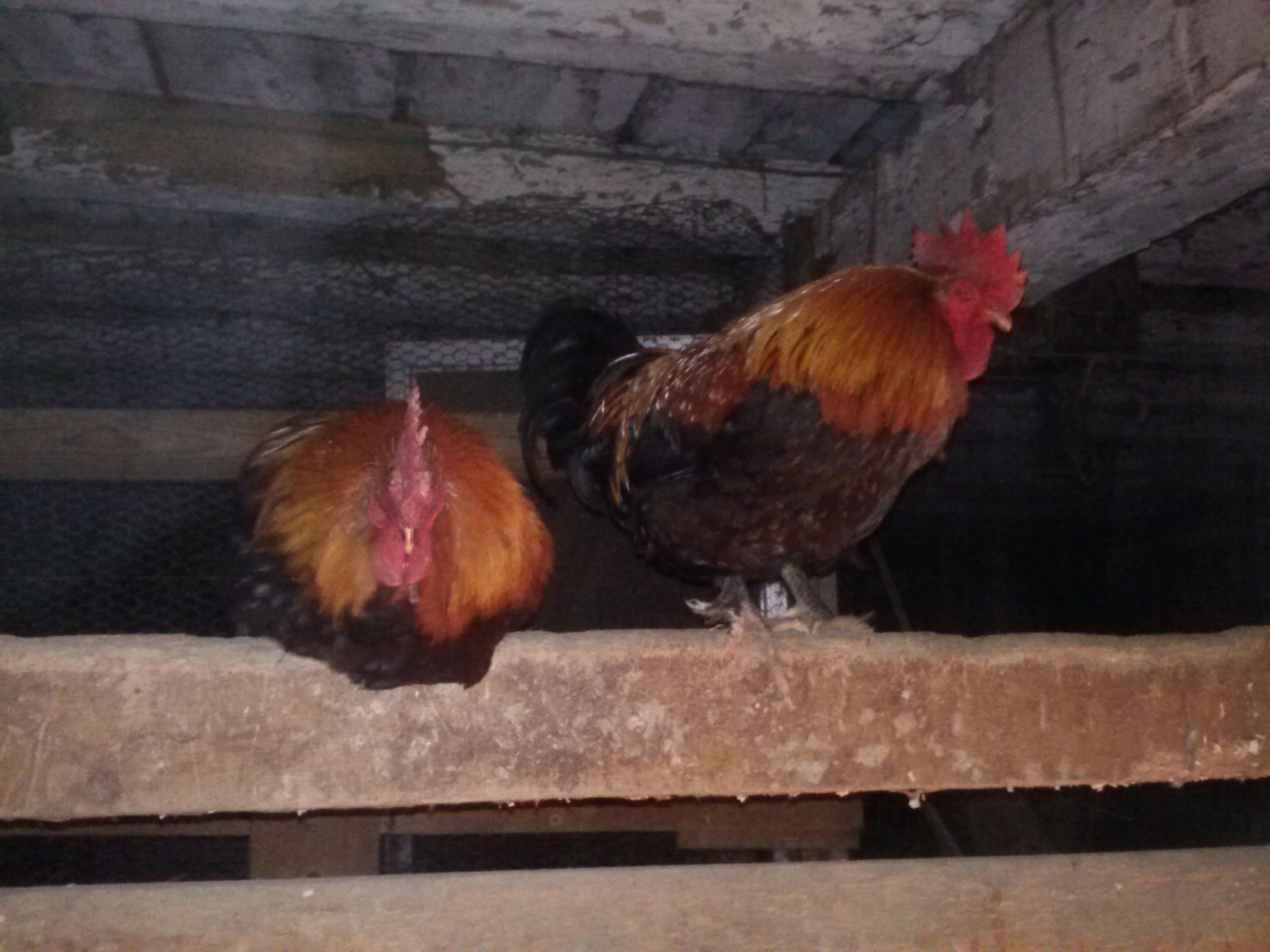 Chocolate on the left and Pepper on the right! First night in our new barn! Just the boys though.