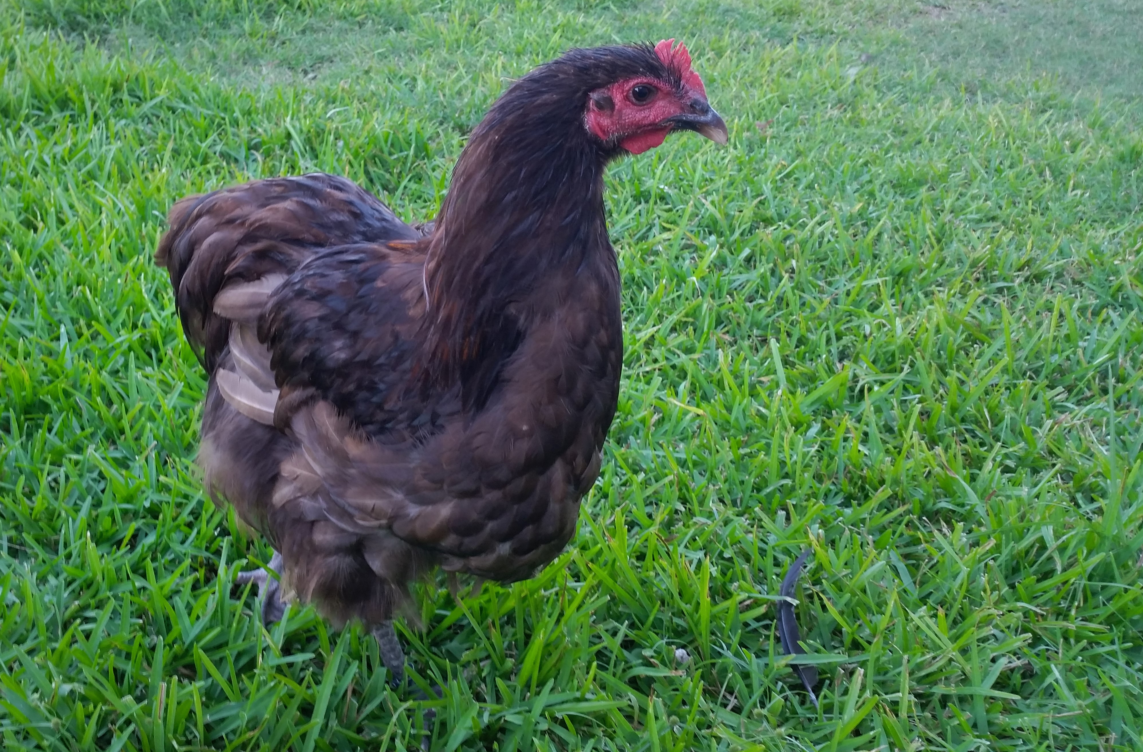 Chocolate Orpington Rooster "Count Chocula" 25 weeks