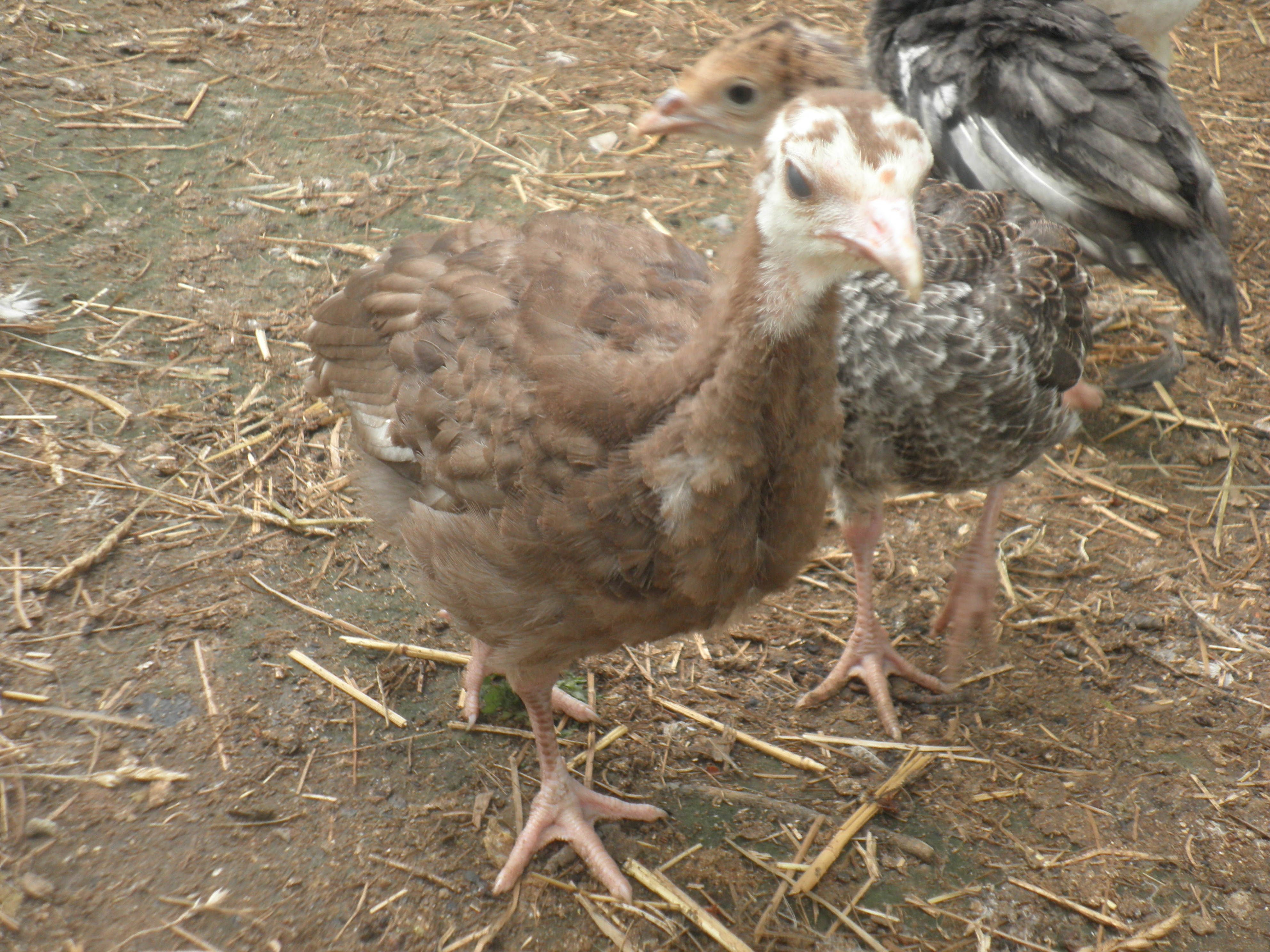 Chocolate poult