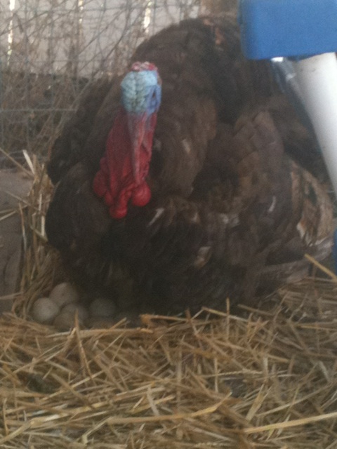 Chocolate tom turkey  sitting on nest of 11 eggs.  I never heard of such a thing...