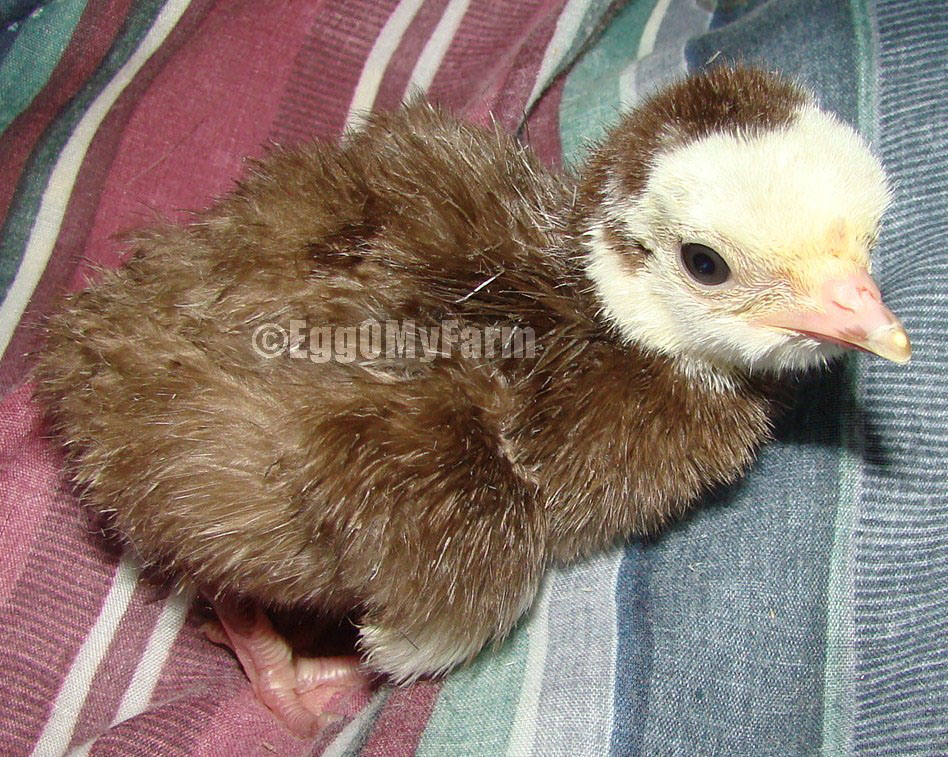 Chocolate Turkey Poult