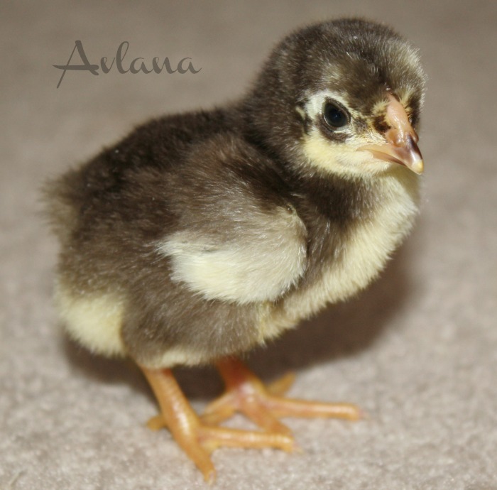 Chocolate Wyandotte Bantam Chick