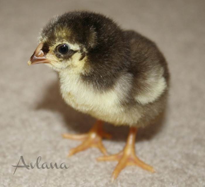 Chocolate Wyandotte Bantam Chick