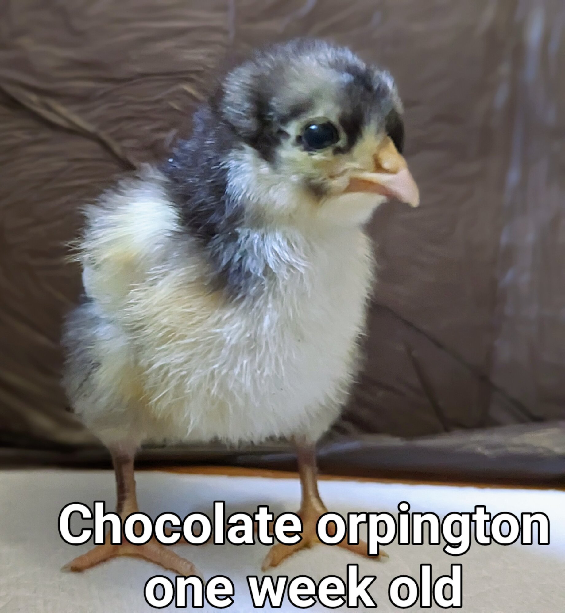 ChocolateOrpington.jpg