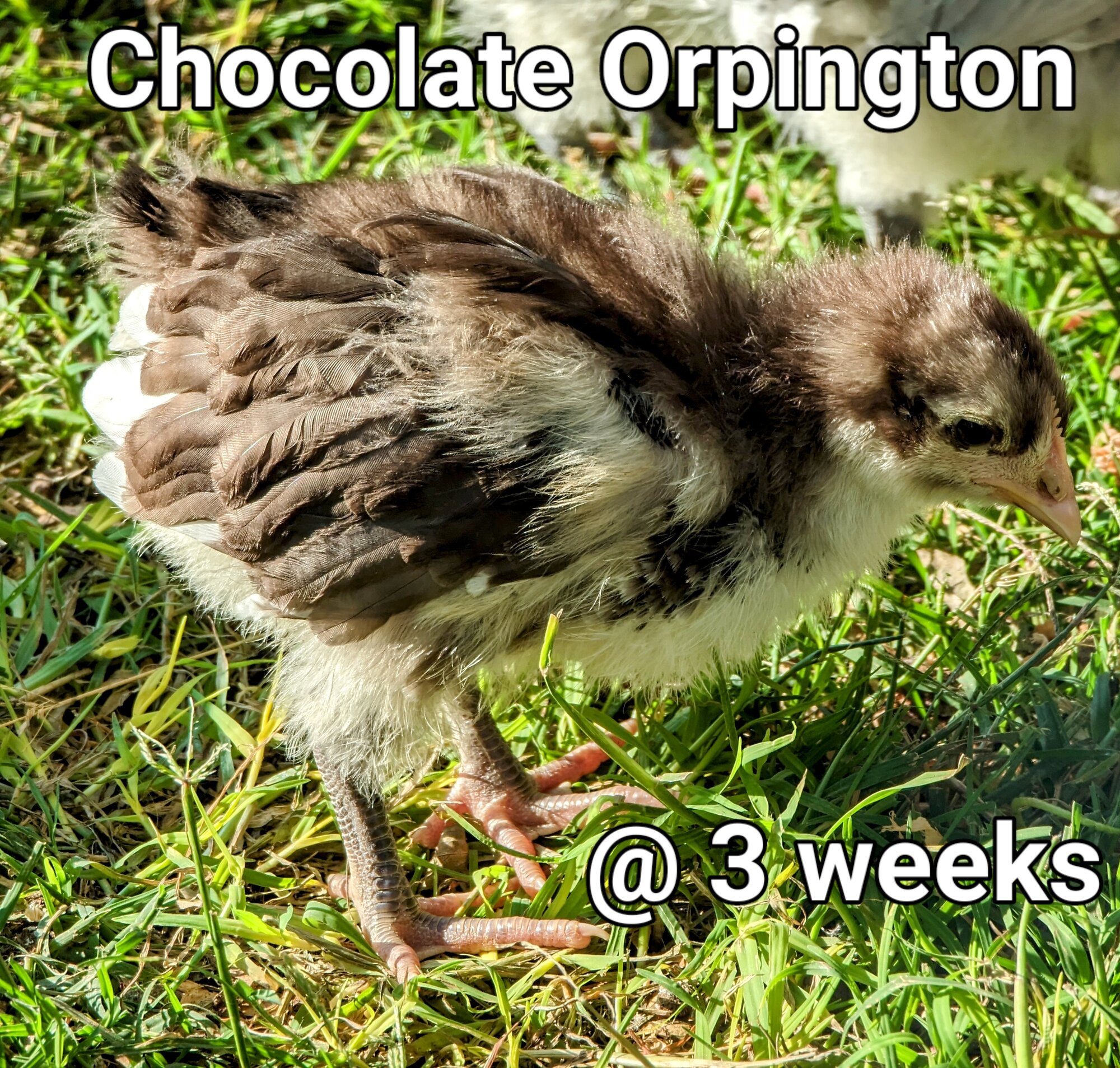 ChocolateOrpington.jpg
